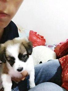 娱乐吃瓜酱宠物收养,揭秘宠物界的温馨故事